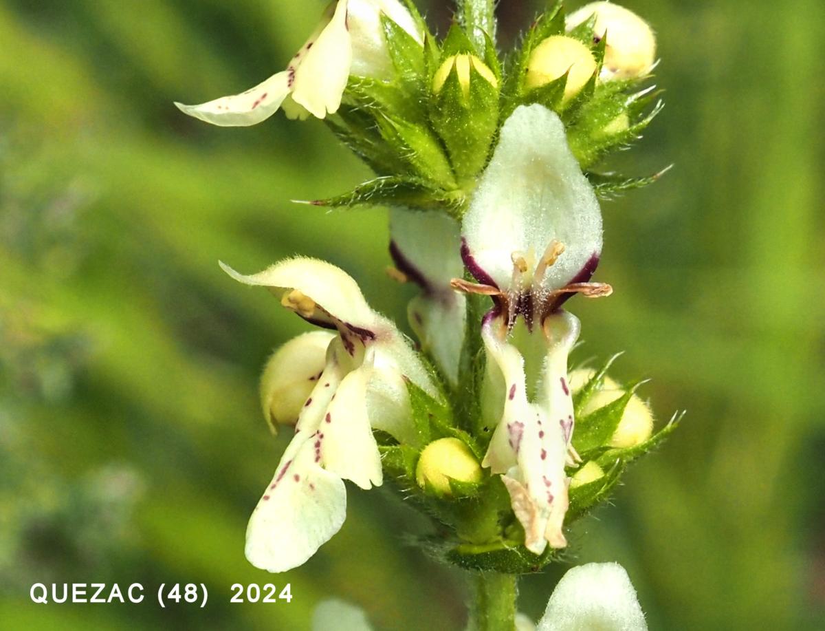 Woundwort, Yellow flower